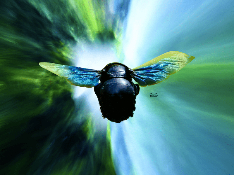 Swiss Artwork Photography by Raphaël Wolf The blue bee facing the green hole of hope