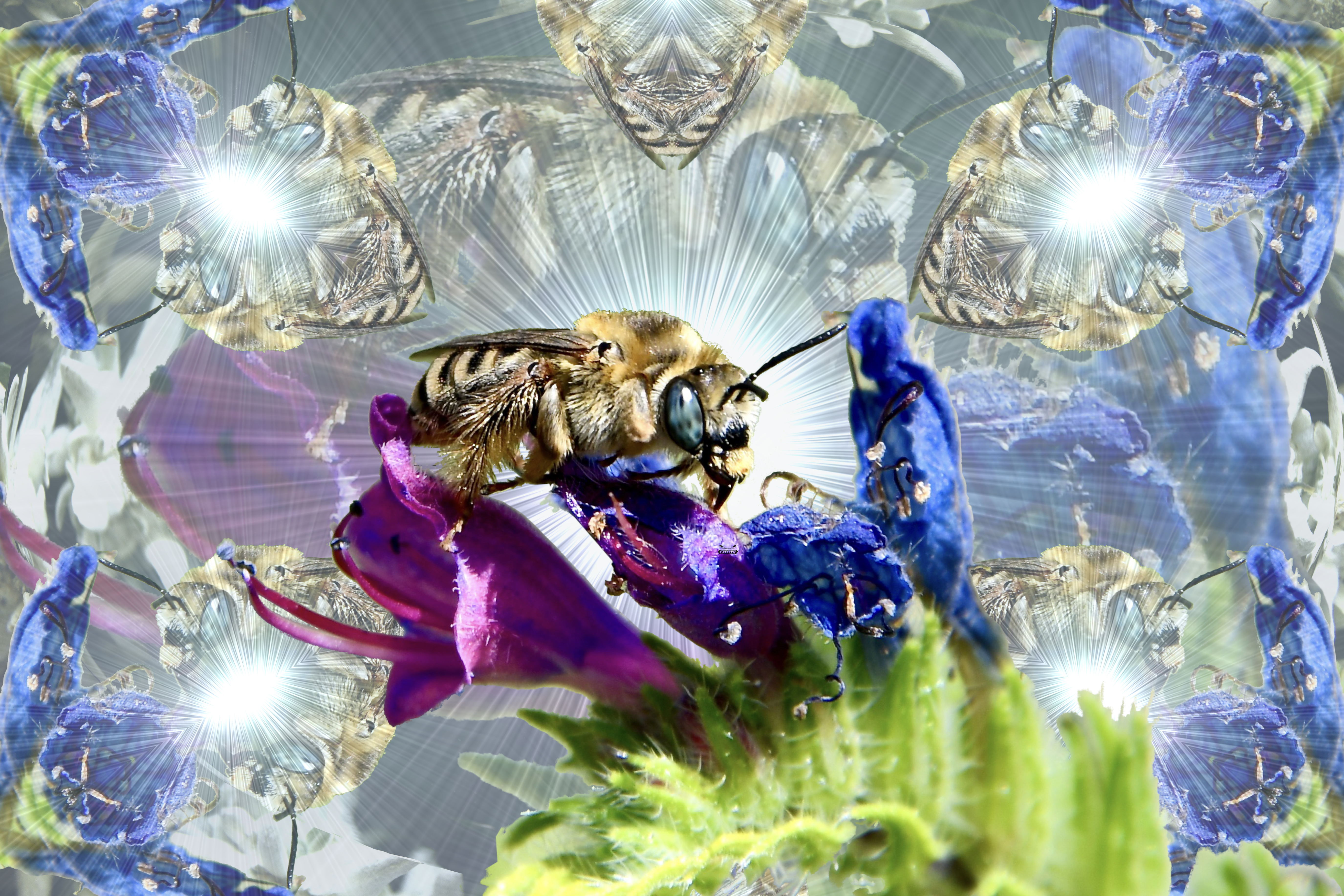 Bee enlightened Digital Artist Raphael Wolf Zürich Schweiz