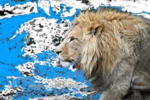 Swiss Artwork Photography by Raphaël Zurich Switzerland Wolf Lion King