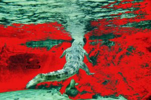 Swiss Artwork Photography by Raphaël Zurich Switzerland Wolf crocodile